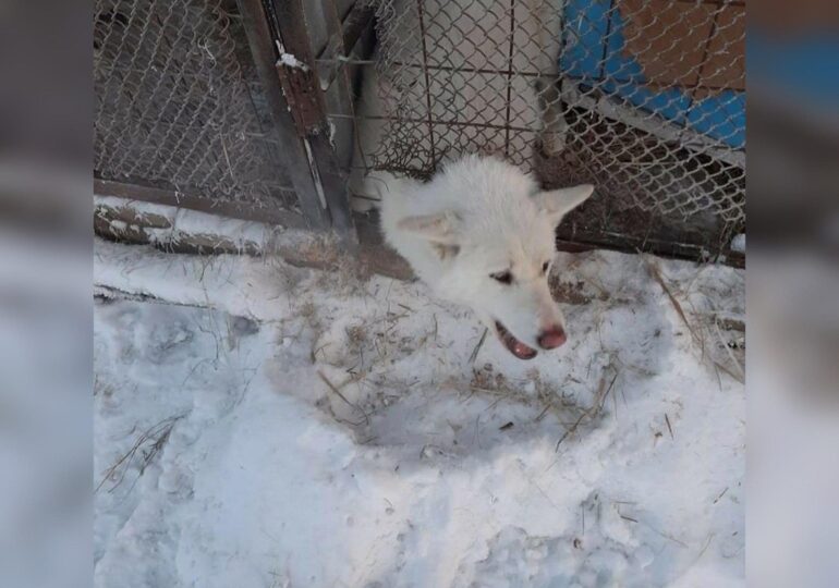 Они просто примерзают к будкам и мучительно погибают: в Якутии массово гибнут собаки