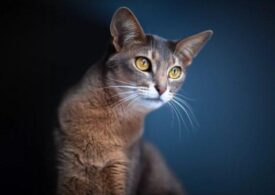 В Новороссийске продается «изумительная» кошка за 20 миллионов, которая снится ночами