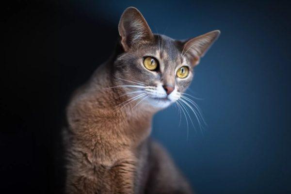 В Новороссийске продается «изумительная» кошка за 20 миллионов, которая снится ночами