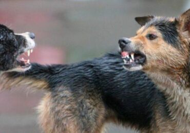 В Якутии бродячие собаки истерзали школьника. Кто понесет наказание?