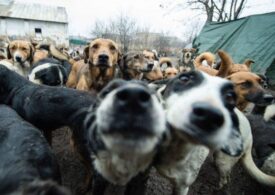 Ввести налог на собак предлагает мэр Якутска
