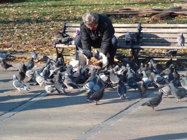 «Птичку жалко»: соседи «сдали» москвича, который подкармливал птиц