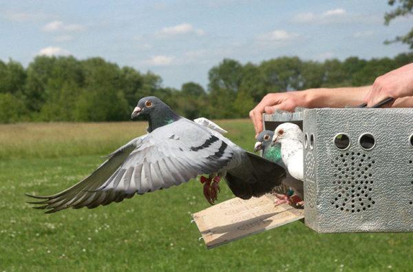 Будет ли Сочи учиться на «дистанционке» с помощью почтовых голубей?
