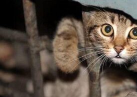 Пользователи сети высмеяли неженку, которой помешали бездомные кошки