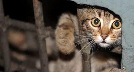 Пользователи сети высмеяли неженку, которой помешали бездомные кошки