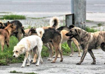 Стая собак напала на детей в Самаре. Кого привлекут к ответу?