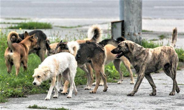 Стая собак напала на детей в Самаре. Кого привлекут к ответу?