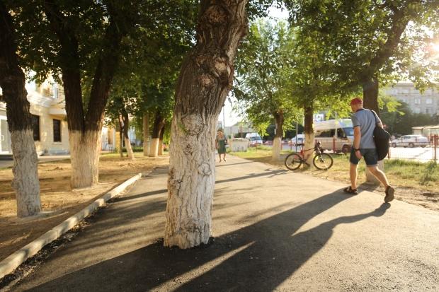 Дорожники «закатали» в асфальт деревья в Екатеринбурге