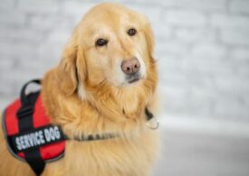 Помогут ли собаки в борьбе с коронавирусом? Россияне подняли насмех инициативу Аэрофлота