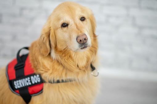 Помогут ли собаки в борьбе с коронавирусом? Россияне подняли насмех инициативу Аэрофлота