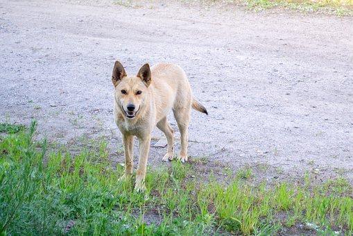 Зоозащитники в Парголово спасли собаку с больными лапами