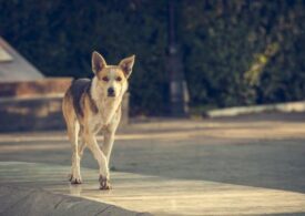 "Собачья проблема - вина людей": мнение кинолога