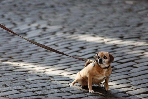 Пьянству бой: в скором времени россиянам запретят выгуливать домашних животных в нетрезвом виде