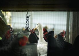 Птичий грипп выявлен в Татарстане