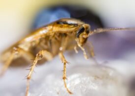 Тараканы в больнице – следствие появления ковид, считает руководство Брянского госпиталя
