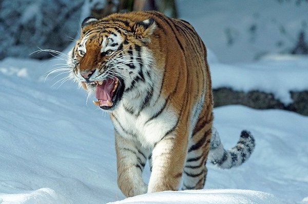 В лесах Ленобласти замечен тигр – идёт проверка