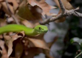Зоопарк Белгорода дал посетителям возможность скормить змеям «своих бывших»