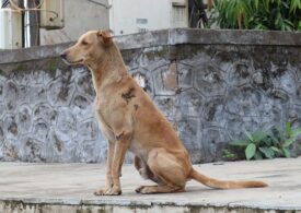 Забайкалье перевели в режим повышенной готовности из-за угроз нападения уличных собак