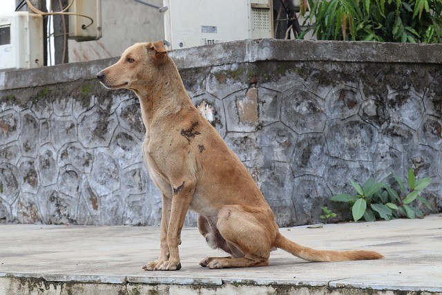 Забайкалье перевели в режим повышенной готовности из-за угроз нападения уличных собак