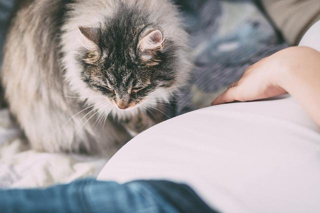 Американские учёные обнаружили гены, вызывающие аллергию на кошек