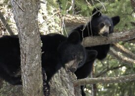 В Ленобласти спасли новорожденных медвежат