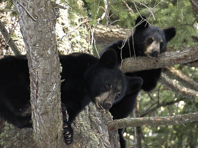 В Ленобласти спасли новорожденных медвежат