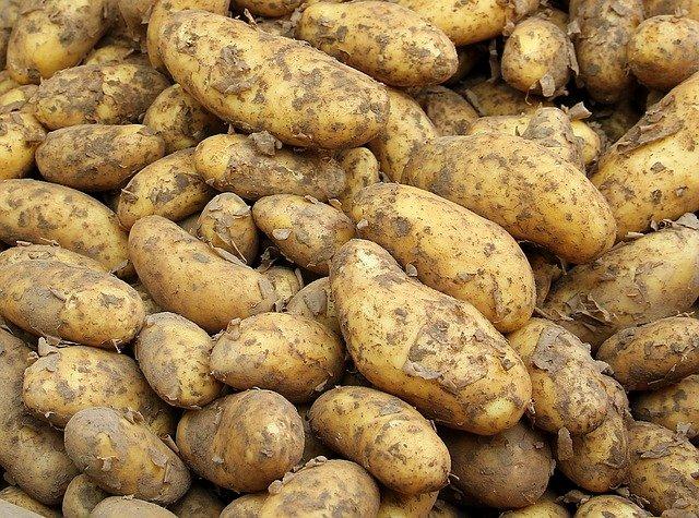 Новый способ получения семенного материала картофеля применяют в Ленобласти