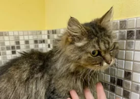 Кошку из Уфы спас волонтёр из Екатеринбурга