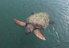 В Краснодарском крае спасают средиземноморскую черепаху