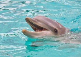 «И на берег из глубин брошен волнами дельфин»: в Евпатории идёт операция спасения