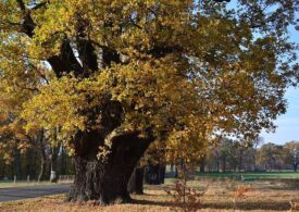 Дуб Ульяновской области объявили памятником природы
