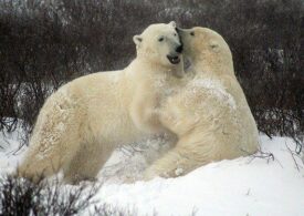Лежбища якутских белых медведей подсчитали с помощью дронов