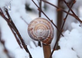 Снежные улитки: в Кировской области запечатлели редкое природное явление
