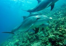 Общественная палата работает над мораторием на ловлю камбалы ради сохранения дельфинов