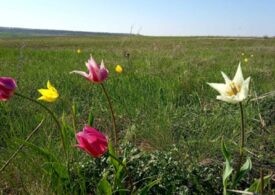 В Самарской области краснокнижным тюльпанам грозит исчезновение из-за туристов