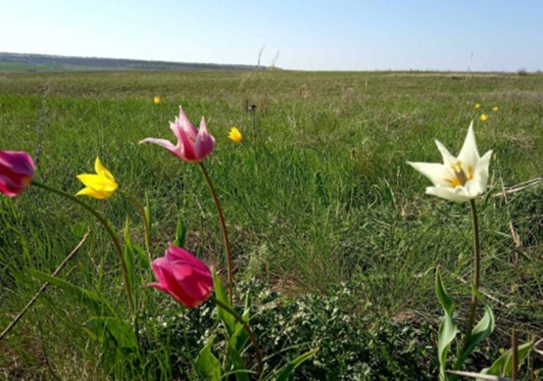 В Самарской области краснокнижным тюльпанам грозит исчезновение из-за туристов