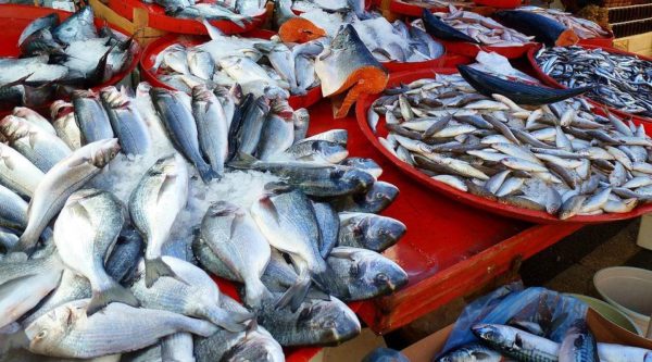 Чиновники любыми путями избегают вопросов о массовой гибели рыбы в Петербурге