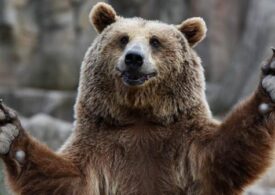 В СМИ растёт количество сообщений о встрече людей с медведями