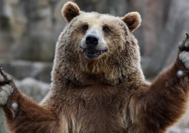Медведь, лишившийся берлоги, три дня был на довольствии пожарных в Югре