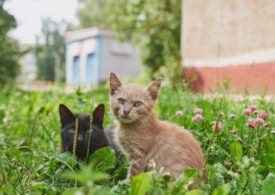 Коты в Петербурге отметят «профессиональный» праздник 4-5 июня