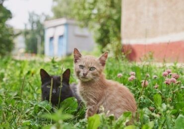 Коты в Петербурге отметят «профессиональный» праздник 4-5 июня