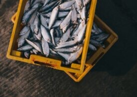 Завод по переработке морепродуктов появится в Сергиевом Посаде