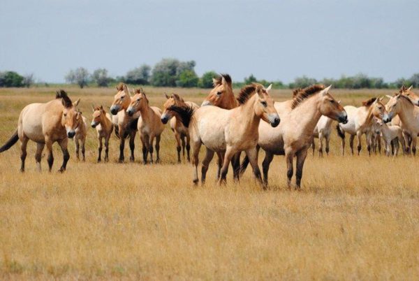 Первый фестиваль башкирской лошади собрал наездников России, Казахстана и Киргизии