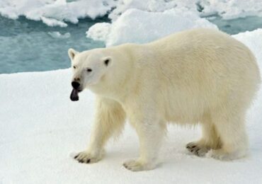 В Заполярье спасли белого медведя, пленённого банкой-ловушкой