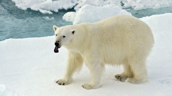 В Заполярье спасли белого медведя, пленённого банкой-ловушкой