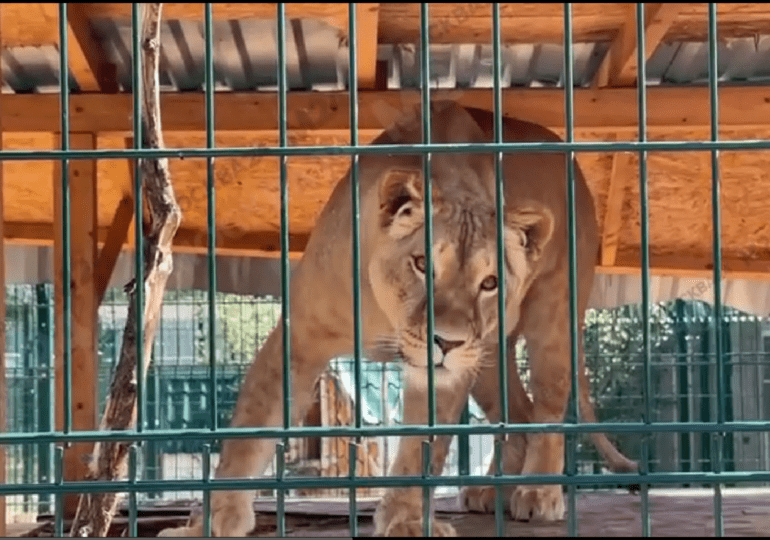 Один из домашних зоопарков с хищными животными в Подмосковье решено закрыть