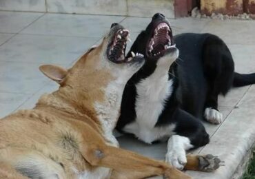 Законопроект Беглова «запретит» собакам Петербурга лаять в вечернее время