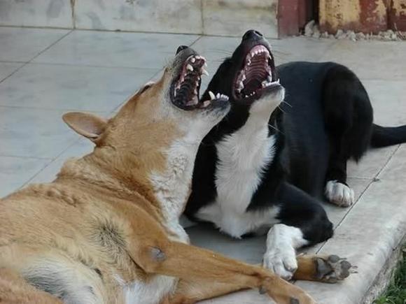 Законопроект Беглова «запретит» собакам Петербурга лаять в вечернее время