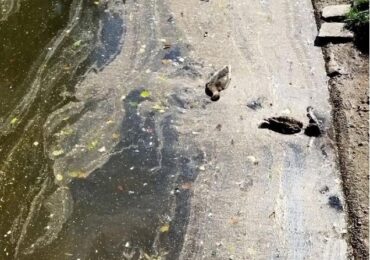 Цветение воды могло спровоцировать смерть уток в Удельном парке Петербурга