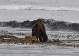 В заповеднике Камчатки хитрый лис «подружился» с бурым медведем